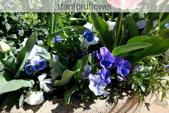 stanfordflower