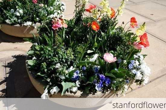 stanfordflower