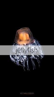 jellyfish