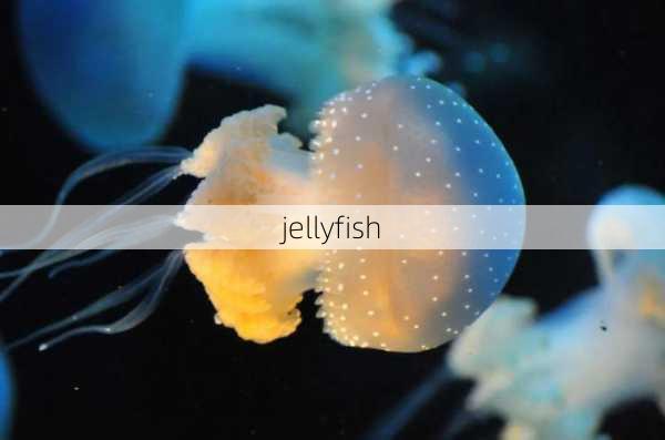 jellyfish