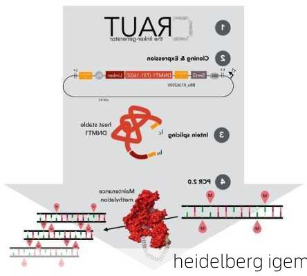 heidelberg igem