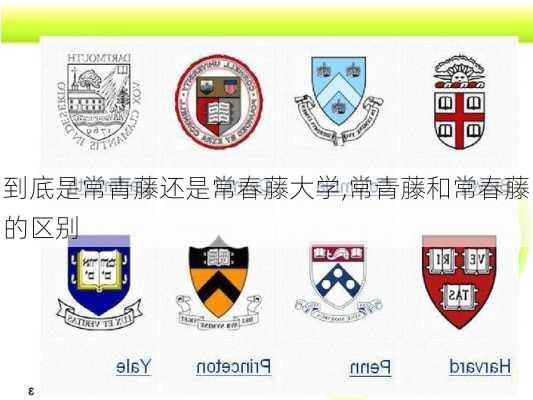 到底是常青藤还是常春藤大学,常青藤和常春藤的区别