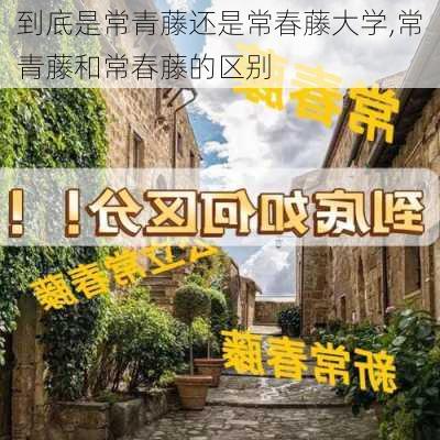 到底是常青藤还是常春藤大学,常青藤和常春藤的区别