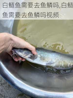 白鲢鱼需要去鱼鳞吗,白鲢鱼需要去鱼鳞吗视频